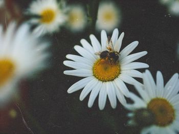 Close-up of bee pollinating on flower