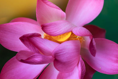 Close-up of pink orchid blooming outdoors