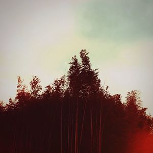 Low angle view of trees against sky