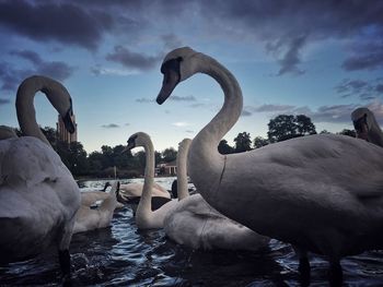 White swans in lake against sky