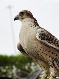 Close-up of owl perching