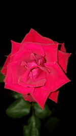 Close-up of pink rose against black background