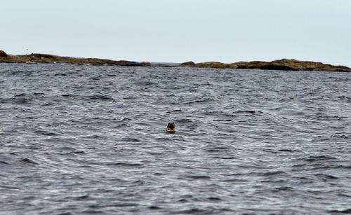 View of ducks swimming in sea