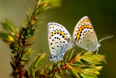 Close-up of butterflys on flower