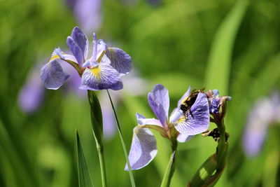 Close-up of purple iris