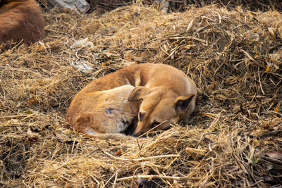 Sheep sleeping in a field