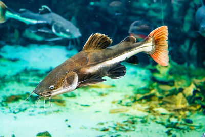 Fish swimming in sea