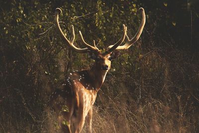 Deer in a forest