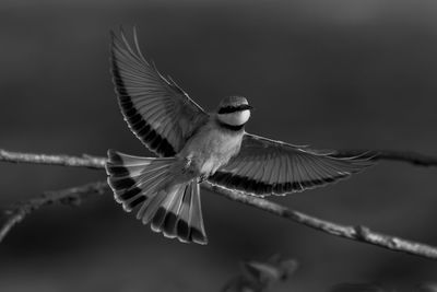 Close-up of bird flying against sky