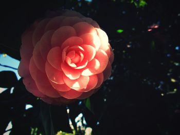 Close-up of flower blooming outdoors