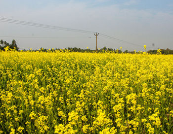 Scenic view of oilseed rape field against sky