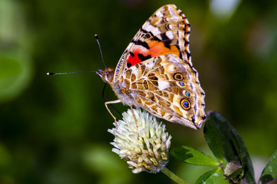 Close-up of butterfly pollinating legume  flower