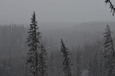 Pine trees in forest during foggy weather