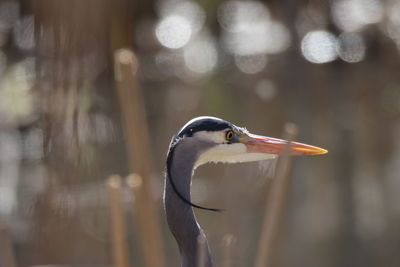 Close-up of a heron