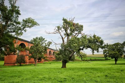 Trees on field against sky