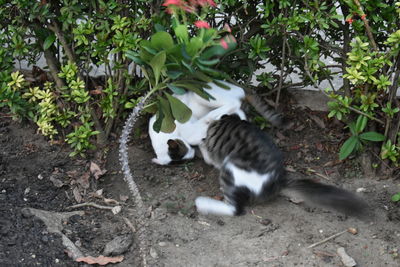 Cat by plants