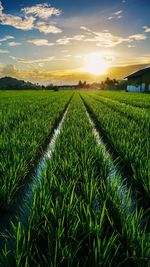 Scenic view of field against sky during sunset