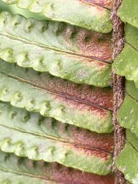 Full frame shot of green leaves