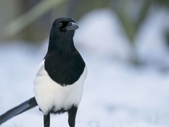 Close-up of a magpie bird perching on snow