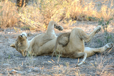 Lion with cub