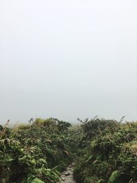 Plants growing on landscape against clear sky