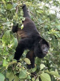 Monkey sitting on tree