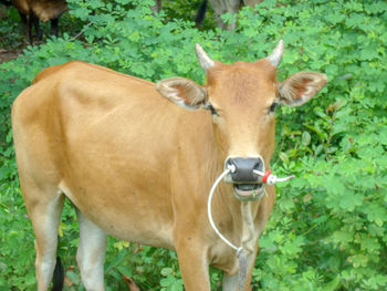 Cow standing in a farm