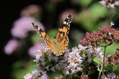 Close-up of butterfly pollinating on flower