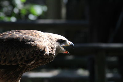 Close-up of a bird