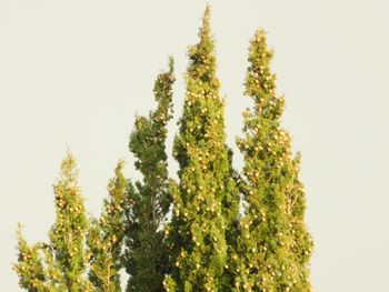 Low angle view of trees against clear sky