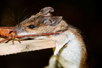 Close-up of squirrel over black background