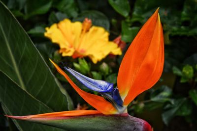 Close-up of orange flower