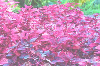 Full frame shot of pink flowers