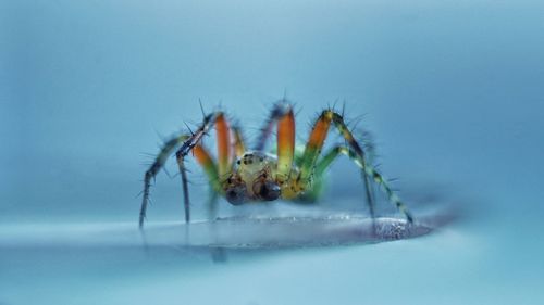 Close-up of spider