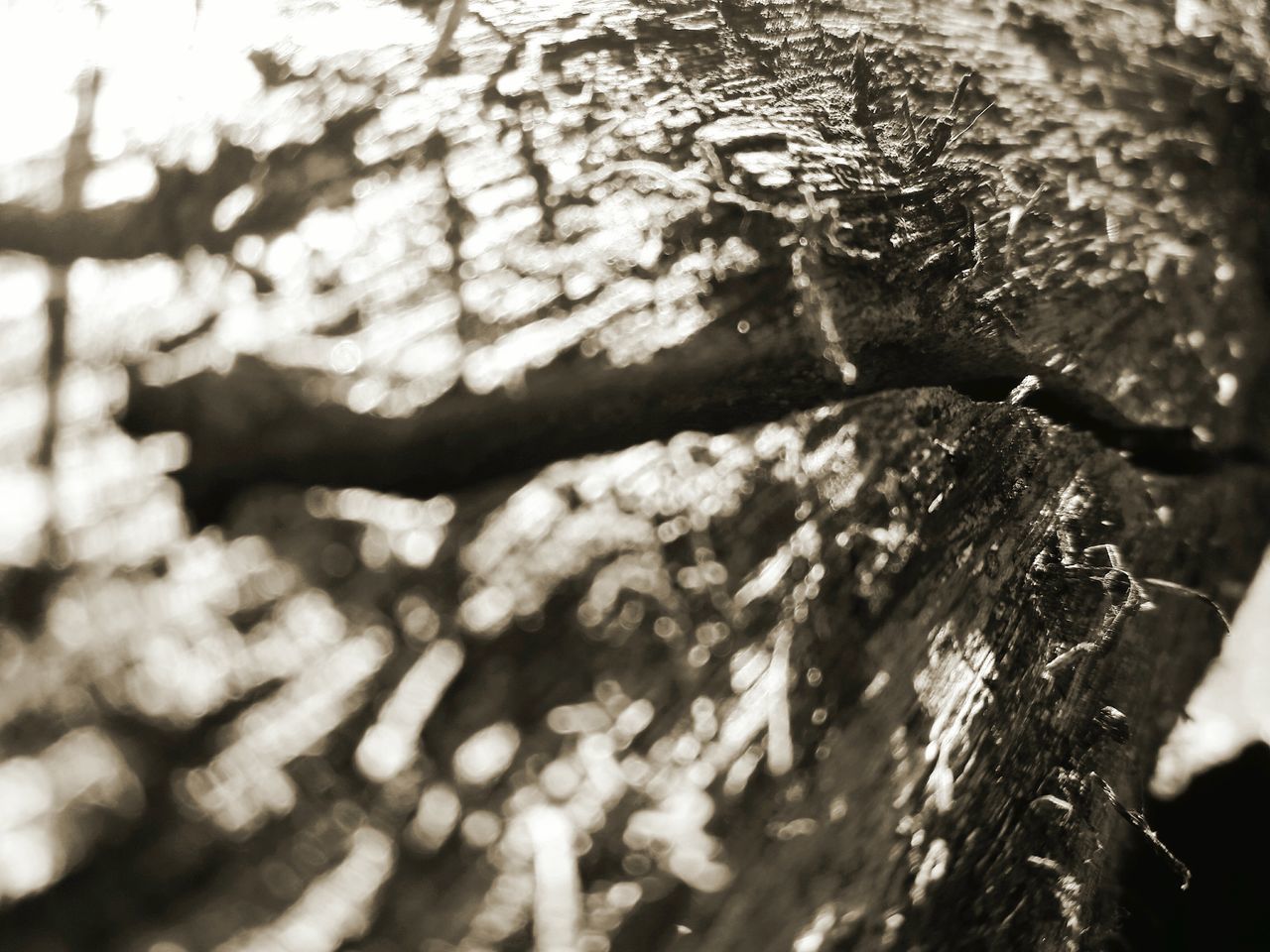 close-up, textured, wood - material, tree, detail, tree trunk, bark, nature, selective focus, log, branch, focus on foreground, full frame, growth, day, outdoors, extreme close-up, weathered, extreme close up, plant bark, tranquility, no people