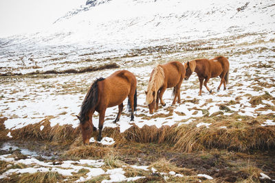 Horses on the beach