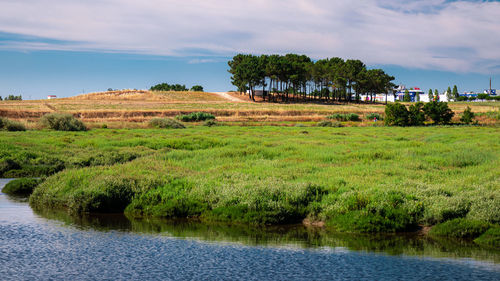 Scenic view of trees by lake against sky