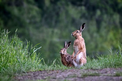 Deer in a field