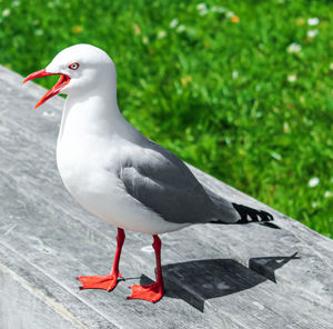 Close-up of seagull perching on wood
