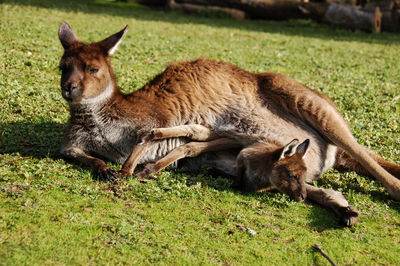 Lion relaxing on field