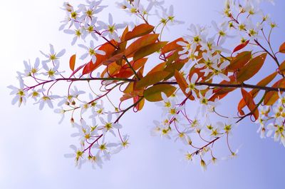 Low angle view of tree against sky