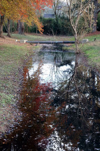 Scenic view of lake in forest during autumn