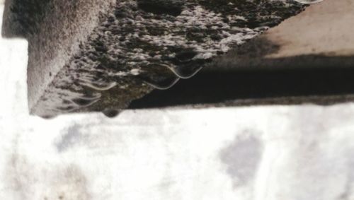 Close-up of lizard in water