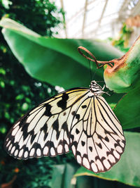 Close-up of butterfly on leaf