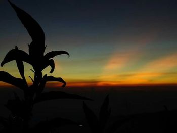 Plants growing in park at sunset