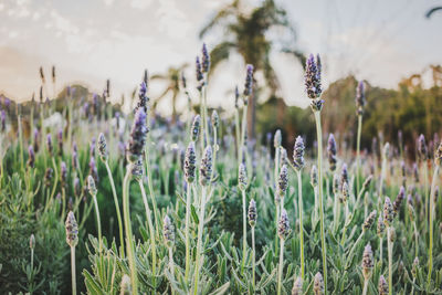 Close-up of purple flowering plants on field against sky