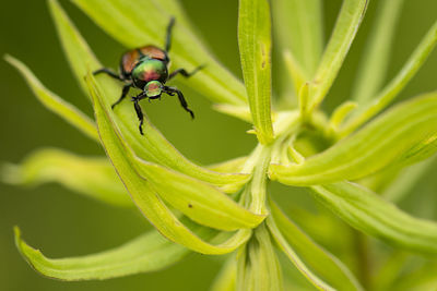 Close-up of insect on leaf