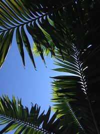 Close-up of palm tree against blue sky