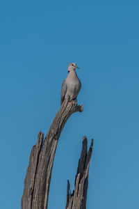 Low angle view of ring-necked dove perching on bare tree against clear sky