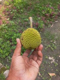 Close-up of hand holding fruit. it's jackfruit